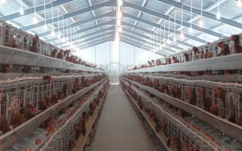 Modern Poultry Farm Chicken Farm Steel Structure Light Steel Structure Poultry House