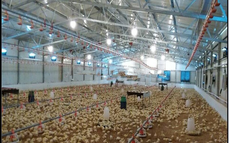 Modern Poultry Farm Chicken Farm Steel Structure Light Steel Structure Poultry House